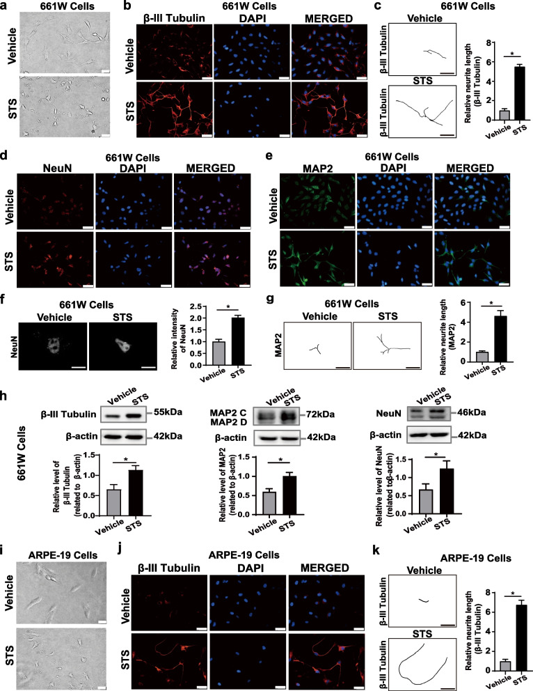 Promotion of axon regeneration and protection on injured retinal ganglion cells by rCXCL2.