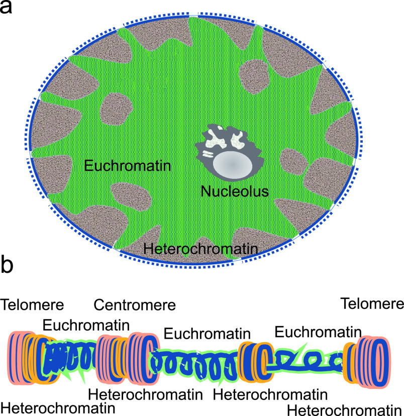 Histone Modification in Histochemistry and Cytochemistry.