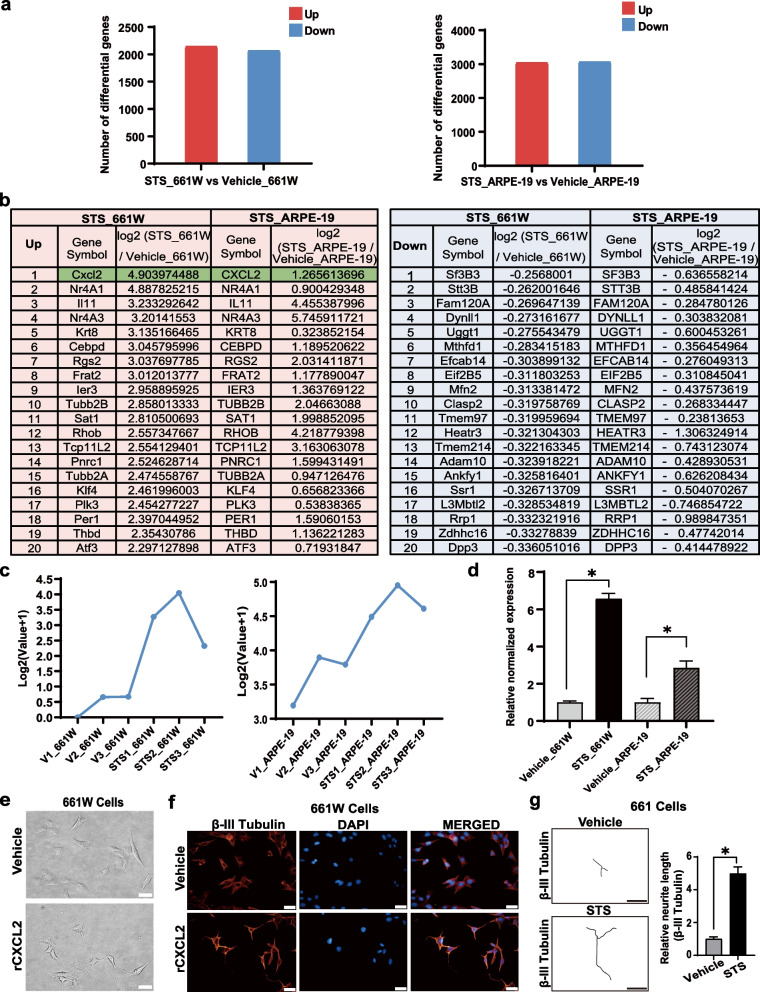 Promotion of axon regeneration and protection on injured retinal ganglion cells by rCXCL2.