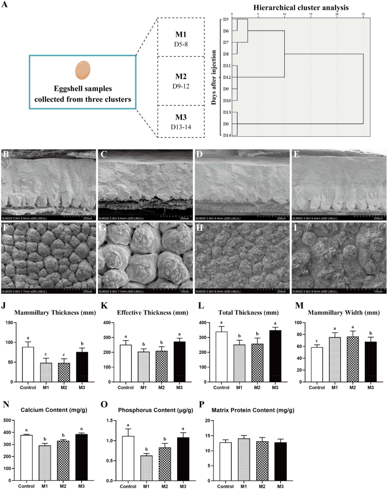 Uterine inflammation status modulates eggshell mineralization via calcium transport and matrix protein synthesis in laying hens