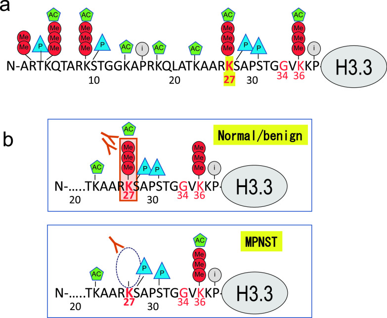 Histone Modification in Histochemistry and Cytochemistry.