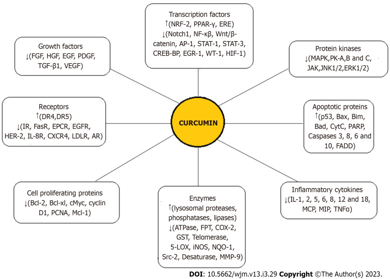 Therapeutic potential of curcumin and its nanoformulations for treating oral cancer.