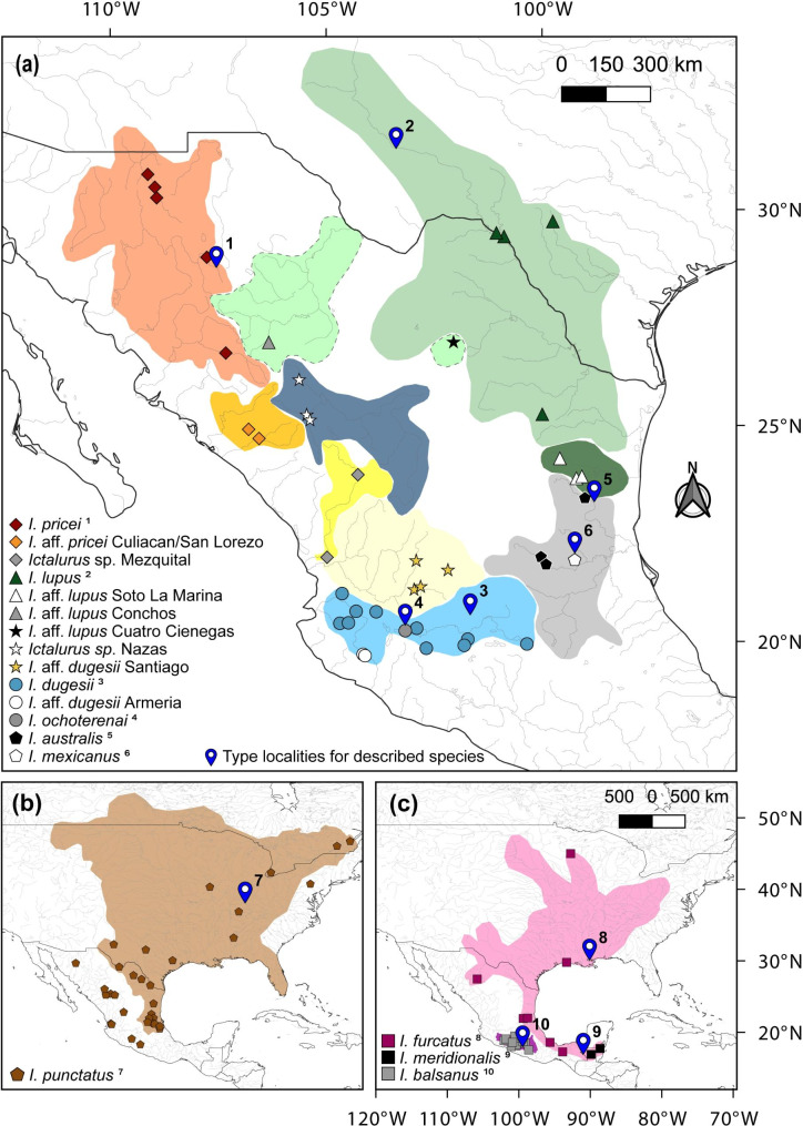 Multi-locus phylogeny of the catfish genus Ictalurus Rafinesque, 1820 (Actinopterygii, Siluriformes) and its systematic and evolutionary implications.