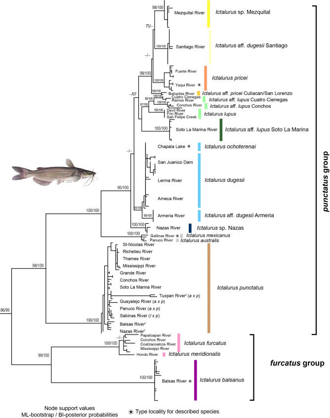 Multi-locus phylogeny of the catfish genus Ictalurus Rafinesque, 1820 (Actinopterygii, Siluriformes) and its systematic and evolutionary implications.