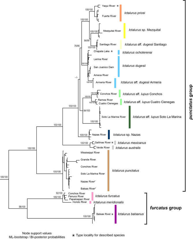 Multi-locus phylogeny of the catfish genus Ictalurus Rafinesque, 1820 (Actinopterygii, Siluriformes) and its systematic and evolutionary implications.