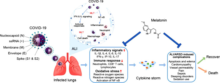 Therapeutic Benefits of Melatonin against COVID-19.