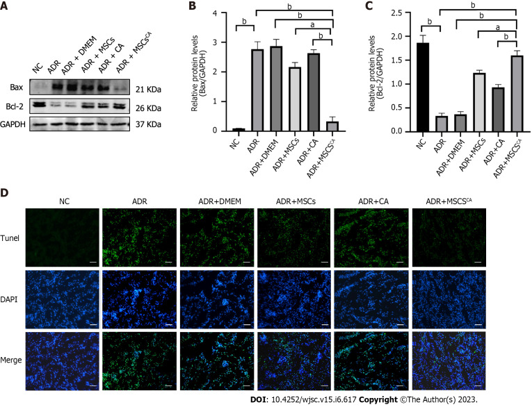 Synergism of calycosin and bone marrow-derived mesenchymal stem cells to combat podocyte apoptosis to alleviate adriamycin-induced focal segmental glomerulosclerosis.