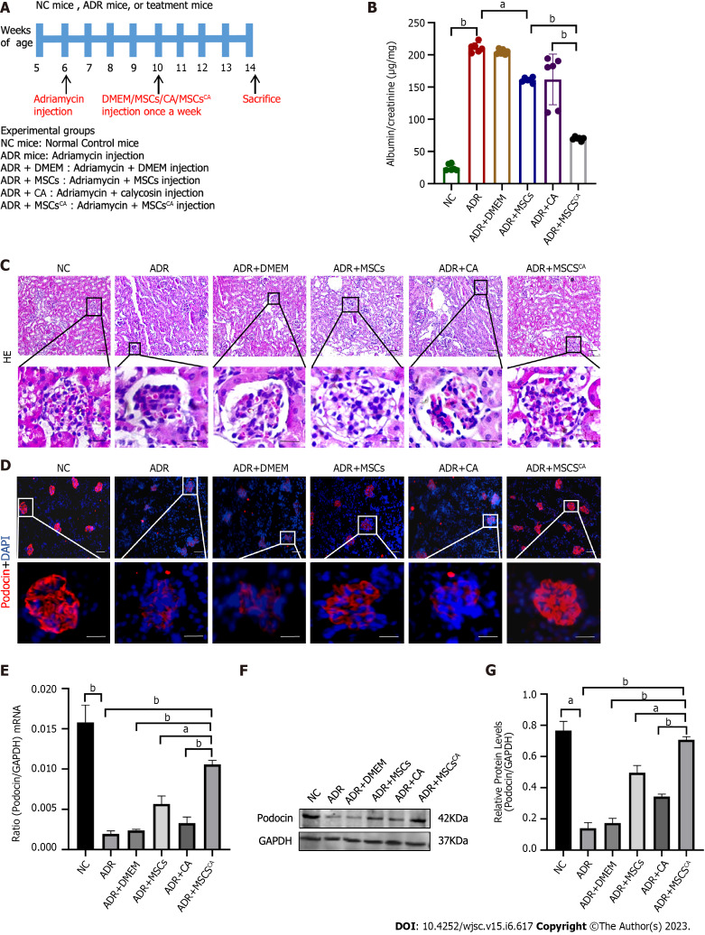 Synergism of calycosin and bone marrow-derived mesenchymal stem cells to combat podocyte apoptosis to alleviate adriamycin-induced focal segmental glomerulosclerosis.