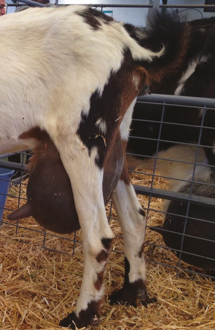 Goat lactation research as a gateway for the development of the dairy goat industry.