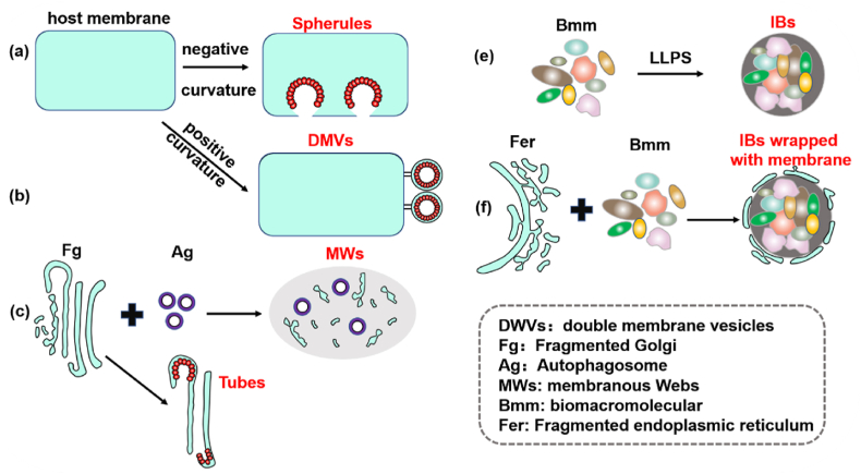 Morphogenesis and functional organization of viral inclusion bodies