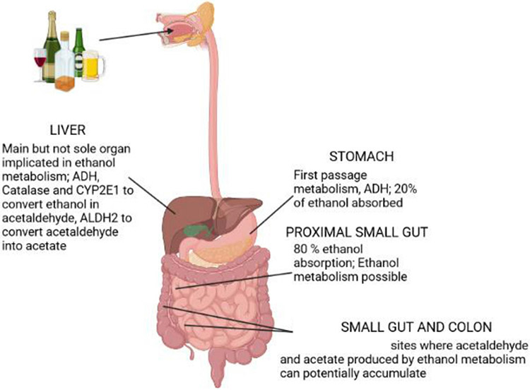 Alcohol-associated bowel disease: new insights into pathogenesis.