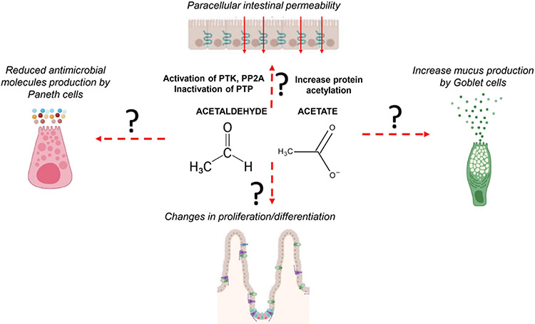 Alcohol-associated bowel disease: new insights into pathogenesis.