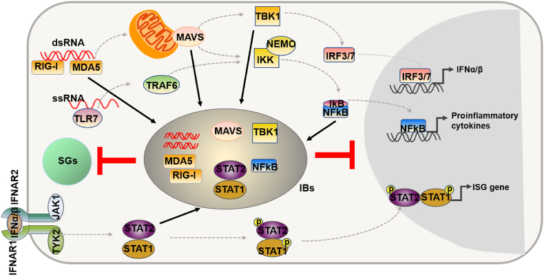 Morphogenesis and functional organization of viral inclusion bodies