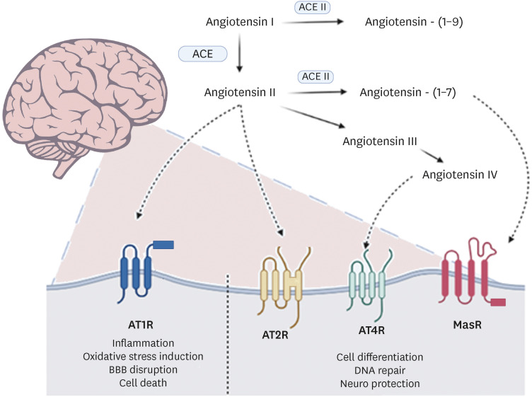 Mini-Review: Role of Drugs Affecting Renin-Angiotensin System (RAS) in Traumatic Brain Injury (TBI): What We Know and What We Should Know.