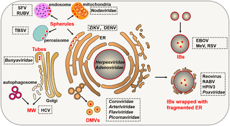 Morphogenesis and functional organization of viral inclusion bodies