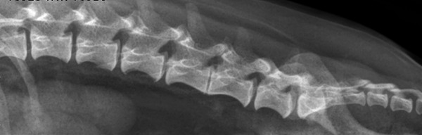 Interobserver agreement of computed tomography in detecting calcified intervertebral discs in comparison with radiography in a population of 13 healthy British Dachshund dogs.