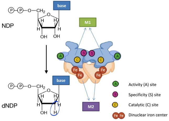 The Clinical and Prognostic Significance of Ribonucleotide Reductase Subunits RRM1 and RRM2 mRNA Levels in Patients with Chronic Lymphocytic Leukemia.