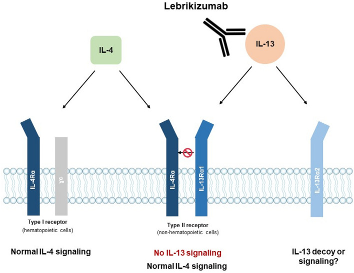 Lebrikizumab for the Treatment of Moderate-to-Severe Atopic Dermatitis