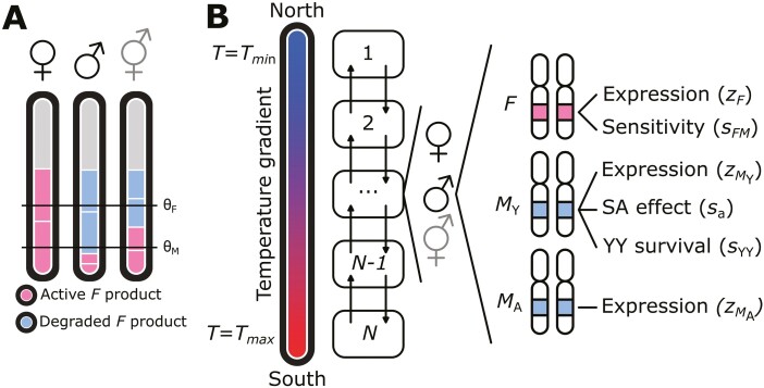 Divergent evolution of genetic sex determination mechanisms along environmental gradients.