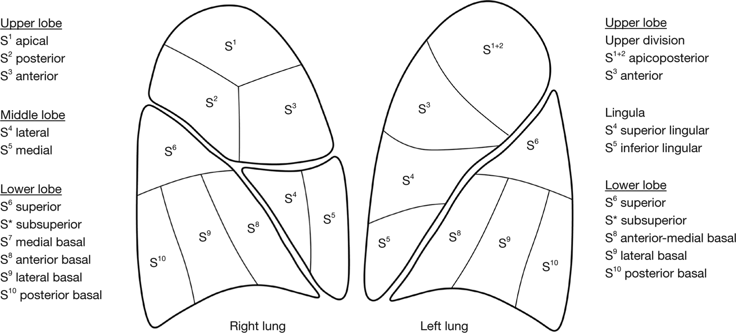 Anatomy of the lung revisited by 3D-CT imaging.