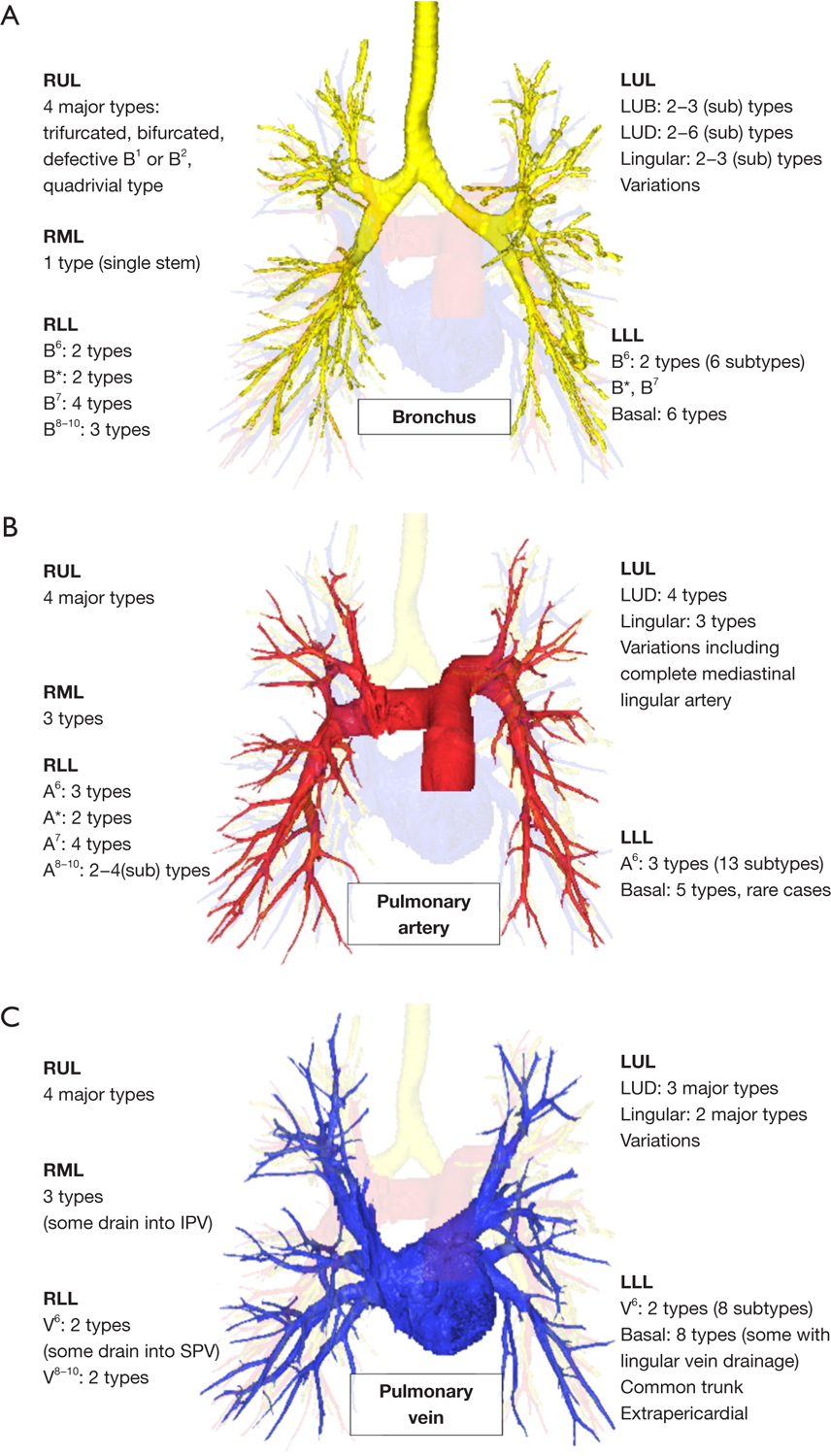 Anatomy of the lung revisited by 3D-CT imaging.