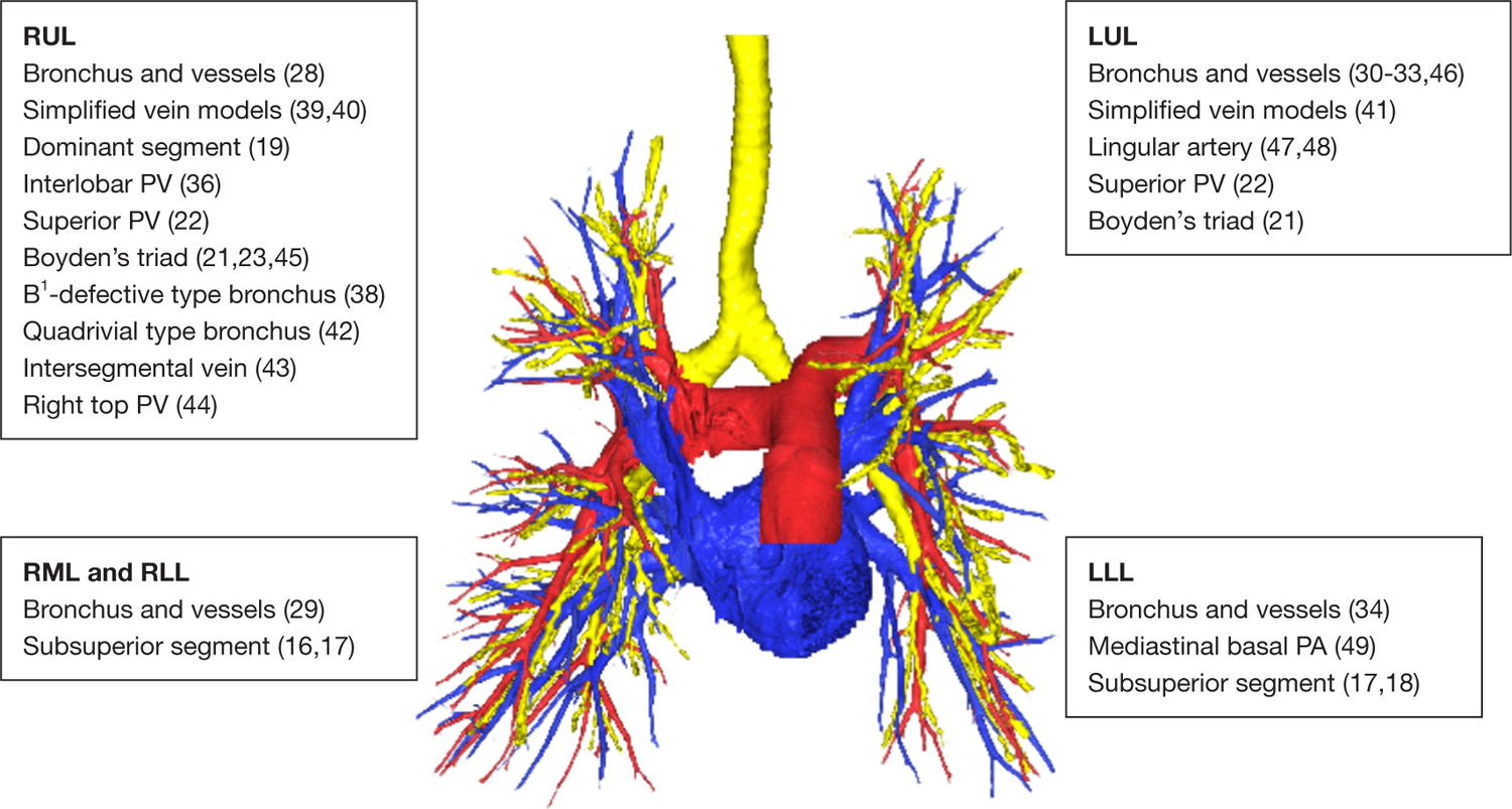 Anatomy of the lung revisited by 3D-CT imaging.