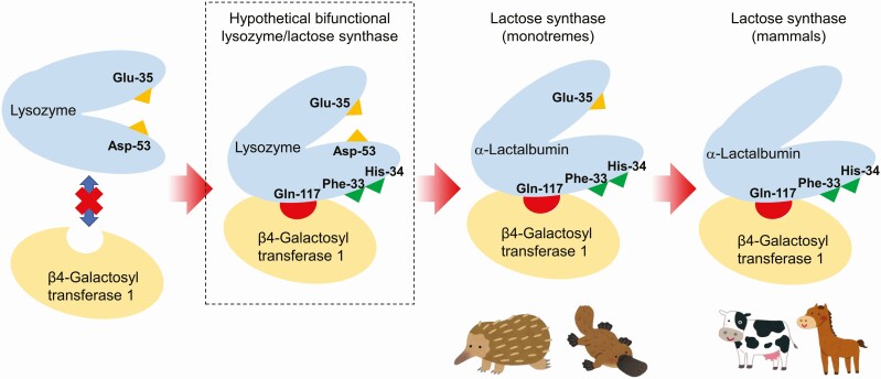 Lactose or milk oligosaccharide: which is significant among mammals?