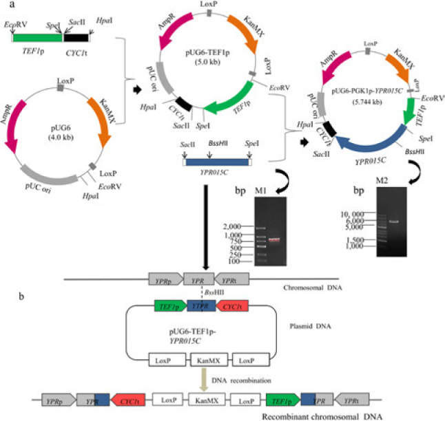 Contribution of <i>YPRO15C</i> Overexpression to the Resistance of <i>Saccharomyces cerevisiae</i> BY4742 Strain to Furfural Inhibitor.