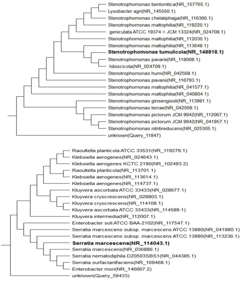 Biodegradation of 17 β-estradiol by <i>Serratia marcescens</i> and <i>Stenotrophomonas tumulicola</i> co-culture isolated from a sewage treatment plant in Upper Egypt.