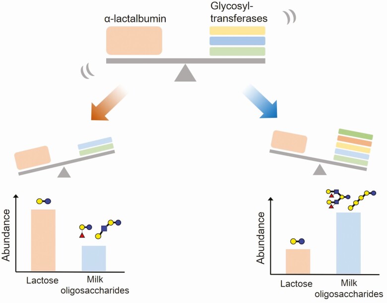 Lactose or milk oligosaccharide: which is significant among mammals?