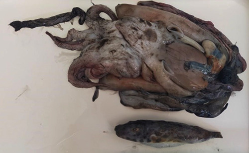 Accidental discovery of a Tetraodontidae (<i>Sphoeroides marmoratus</i>) within a cuttlefish (<i>Sepia officinalis</i>) bought in a fish shop in Italy: risk assessment associated with the presence of Tetrodotoxin.