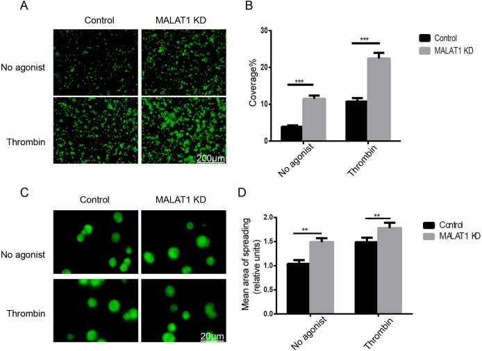 MALAT1 promotes platelet activity and thrombus formation through PI3k/Akt/GSK-3β signalling pathway.