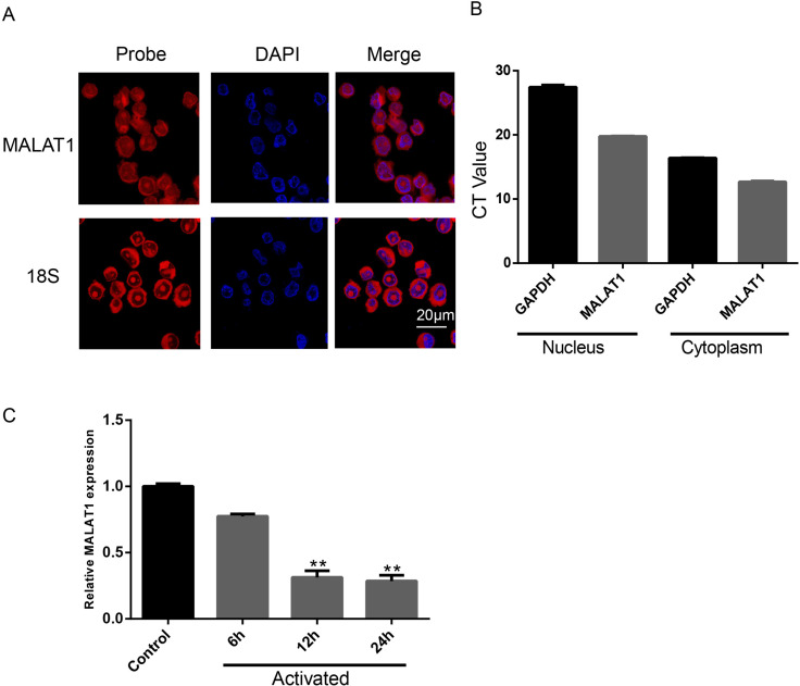 MALAT1 promotes platelet activity and thrombus formation through PI3k/Akt/GSK-3β signalling pathway.