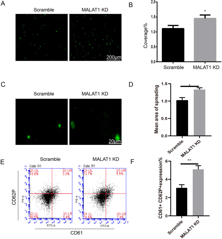 MALAT1 promotes platelet activity and thrombus formation through PI3k/Akt/GSK-3β signalling pathway.