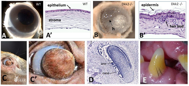 Evo Devo of the Vertebrates Integument.