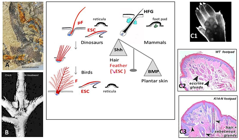 Evo Devo of the Vertebrates Integument.