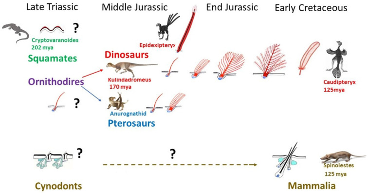 Evo Devo of the Vertebrates Integument.