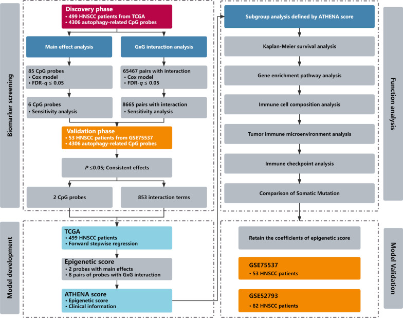 ATHENA: an independently validated autophagy-related epigenetic prognostic prediction model of head and neck squamous cell carcinoma.