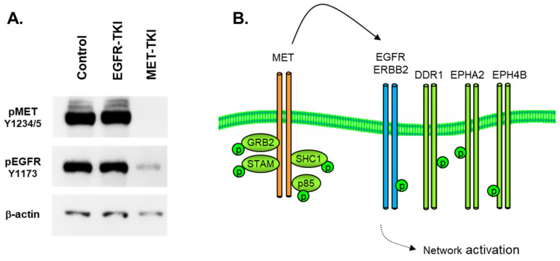 Mass Spectrometry and Pharmacological Approaches to Measuring Cooption and Reciprocal Activation of Receptor Tyrosine Kinases.