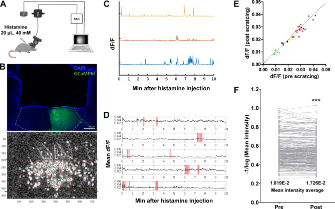 Loosely synchronized activation of anterior cingulate cortical neurons for scratching response during histamine-induced itch.