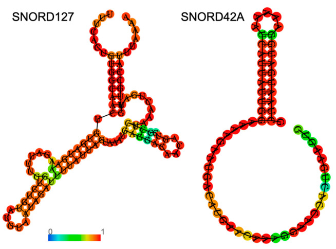 Small Nucleolar (Sno)RNA: Therapy Lays in Translation.