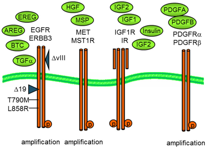 Mass Spectrometry and Pharmacological Approaches to Measuring Cooption and Reciprocal Activation of Receptor Tyrosine Kinases.