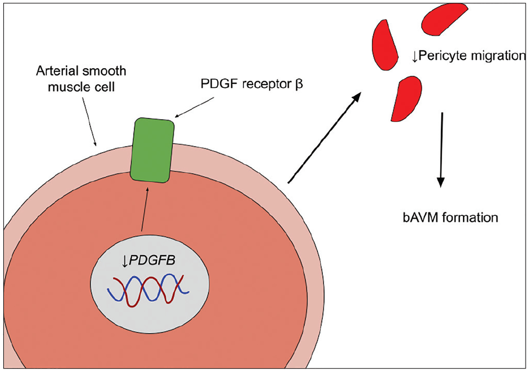 An updated review on the genetics of arteriovenous malformations.