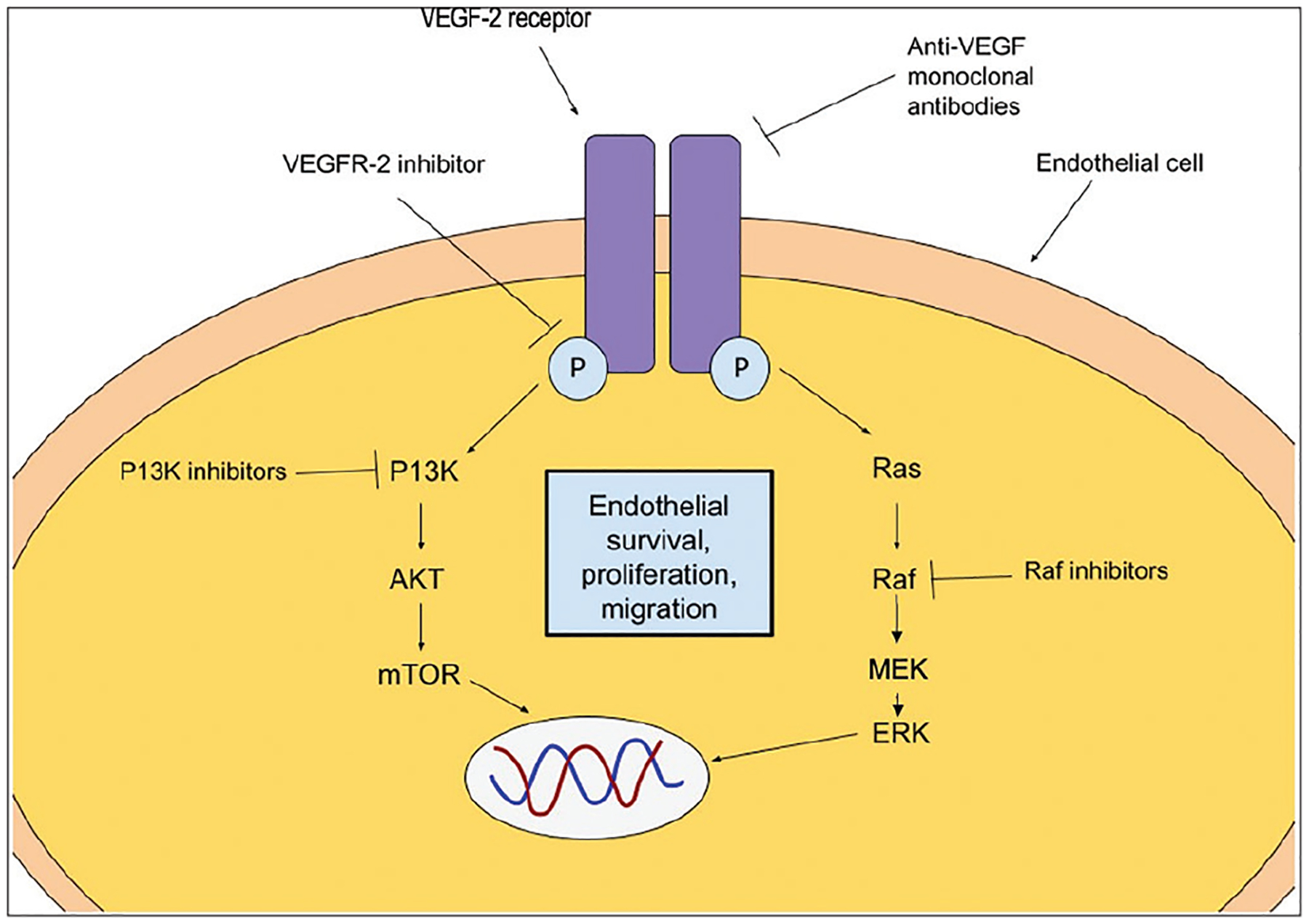 An updated review on the genetics of arteriovenous malformations.