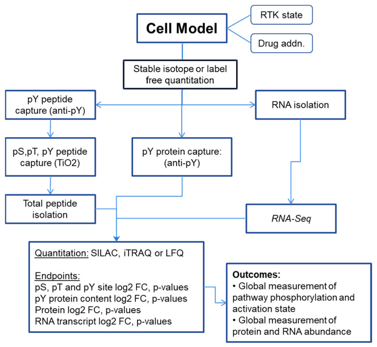 Mass Spectrometry and Pharmacological Approaches to Measuring Cooption and Reciprocal Activation of Receptor Tyrosine Kinases.