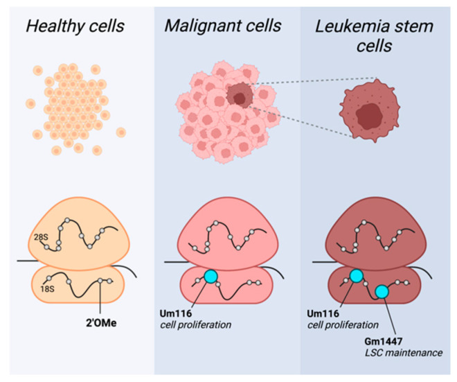 Small Nucleolar (Sno)RNA: Therapy Lays in Translation.