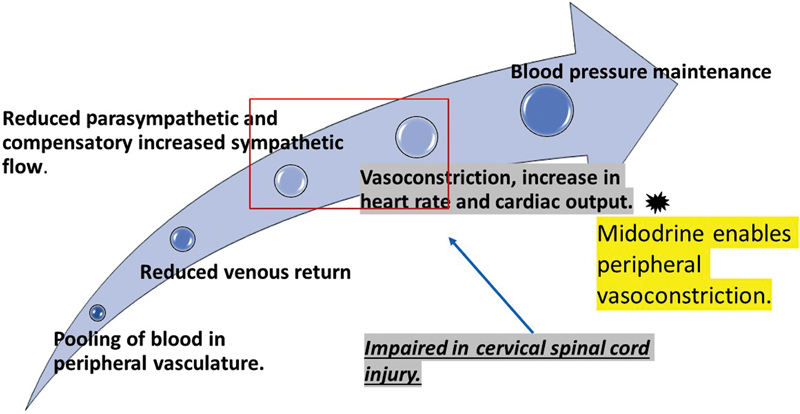 Oral Midodrine as an Adjunct in Rapid Weaning of Intravenous Vasopressor Support in Spinal Cord Injury.