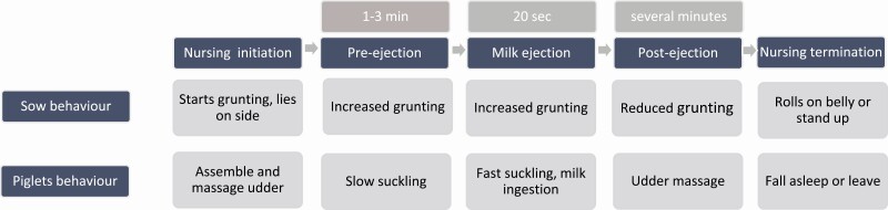 Lactation in swine: review article.