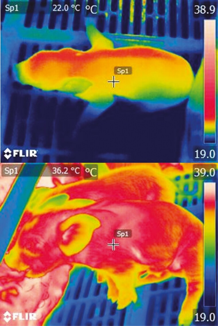 Lactation in swine: review article.