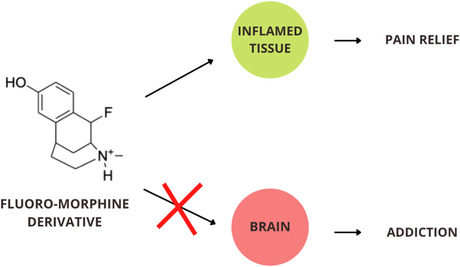 Computational design and molecular modeling of morphine derivatives for preferential binding in inflamed tissue.